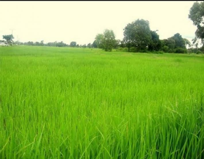 ขายที่ดินแปลงสวย เลาขวัญ ในกาญจนบุรี 21-1-40 ไร่ แหล่งชุมชน เหมาะแก่การลงทุนทำการเกษตร หรือบ้านจัดสรร เดินทางสะดวก