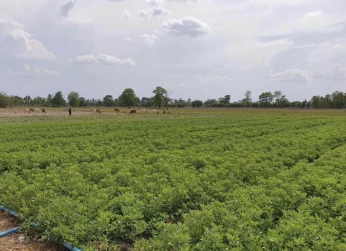 ขายที่ดินแปลงสวย 47 ไร่ อำเภอหนองหญ้าไช จ.สุพรรณบุรี ไร่ละ. 170,000 เหมาะสำหรับทำการเกษตร 